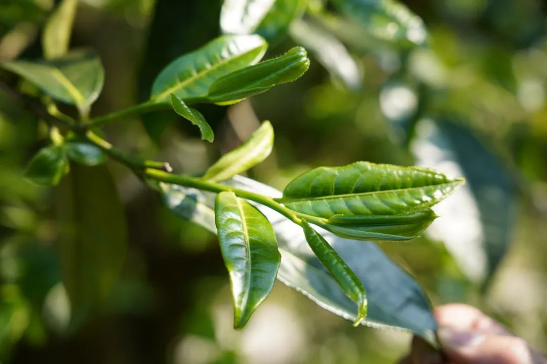 普洱茶的活性到底是什么？