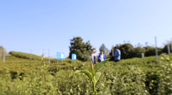 江西庐山云雾茶是小众茶吗？庐山云雾怎么样？怎么冲泡才好喝？