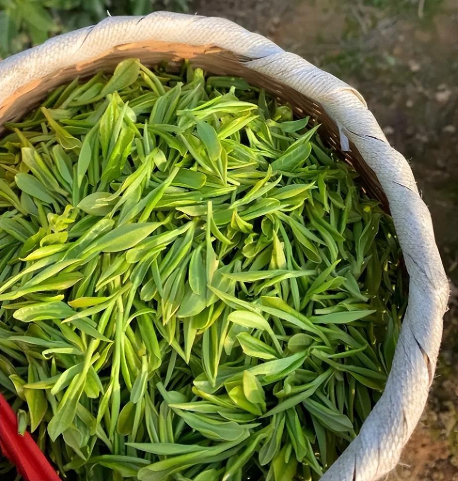 新手喝茶指南天目湖白茶