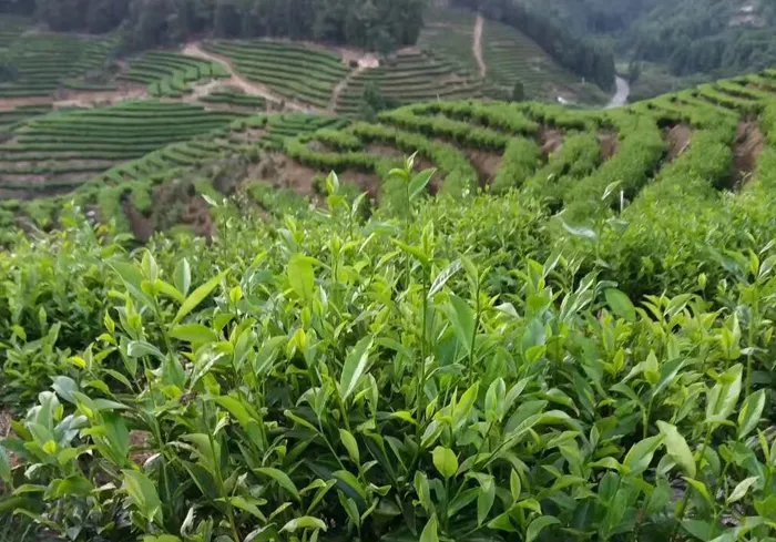 鹧鸪天凌云金字塔茶山