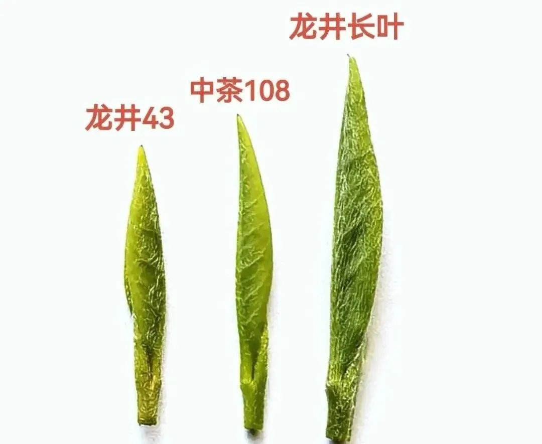 这么多品种的龙井茶，哪款最好喝