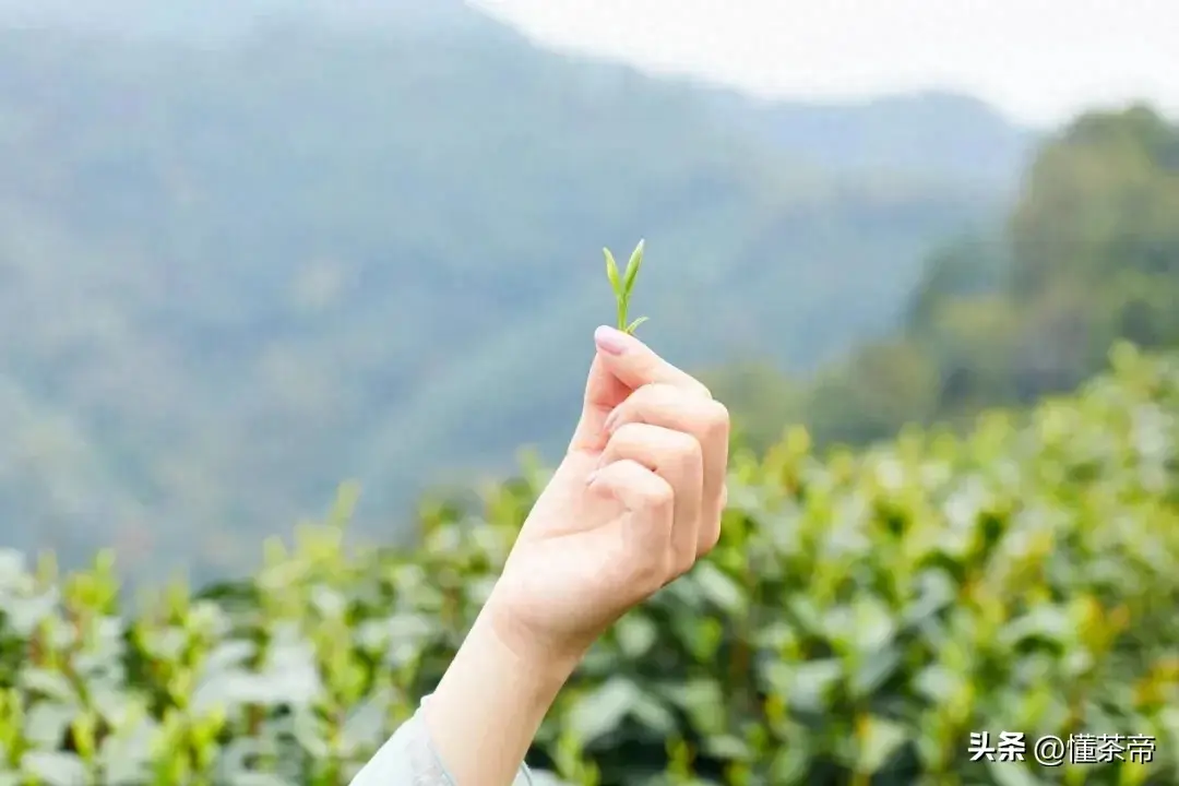 六堡茶中的极品，居然不是明前茶？