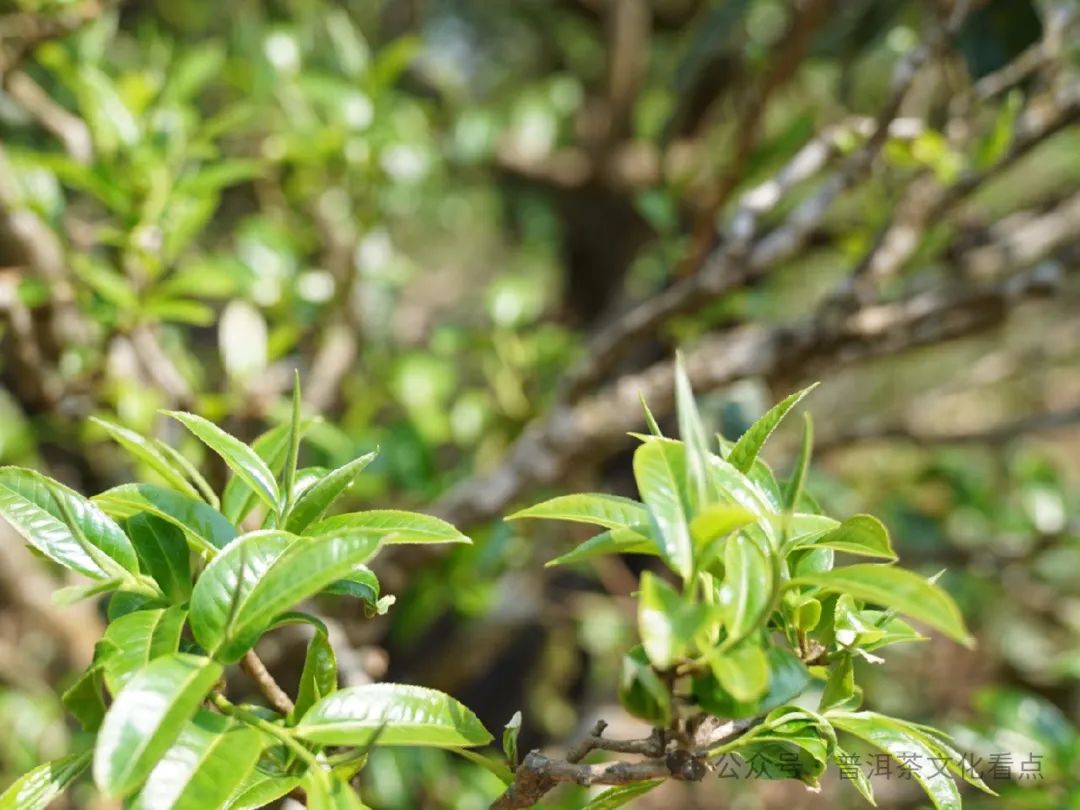 普洱茶山头知识大全（知名普洱茶山头各有什么样的特点）